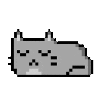cat gif