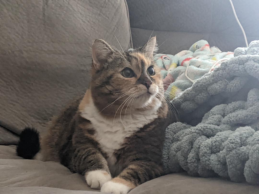 Gracie