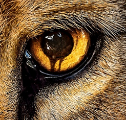 Defiant Pupil