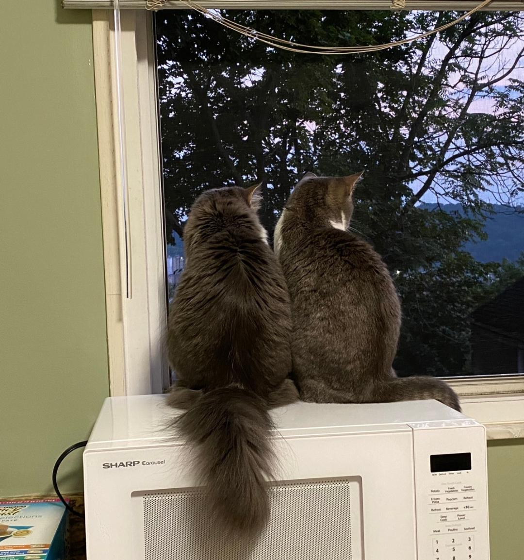 Sisters at a Ceasefire